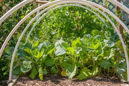Building Garden Fence Boxes Image
